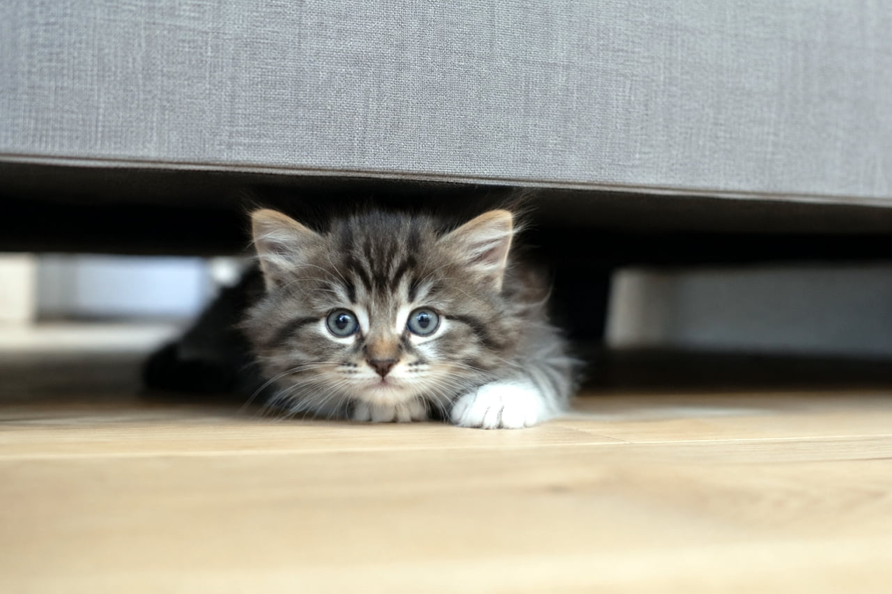 「みーつけた!👀ソファの下の秘密基地からひょっこりご挨拶🐾✨ #かくれんぼ #子猫 #ノルウェージャンフォレストキャット」Ultra-realistic high-quality photograph of a Norwegian Forest kitten peeking out from under a gray sofa with big round eyes. グレーのソファの下の隙間から、丸い瞳でこちらをひょっこりと覗き込んでいるノルウェージャンフォレストキャットの子猫