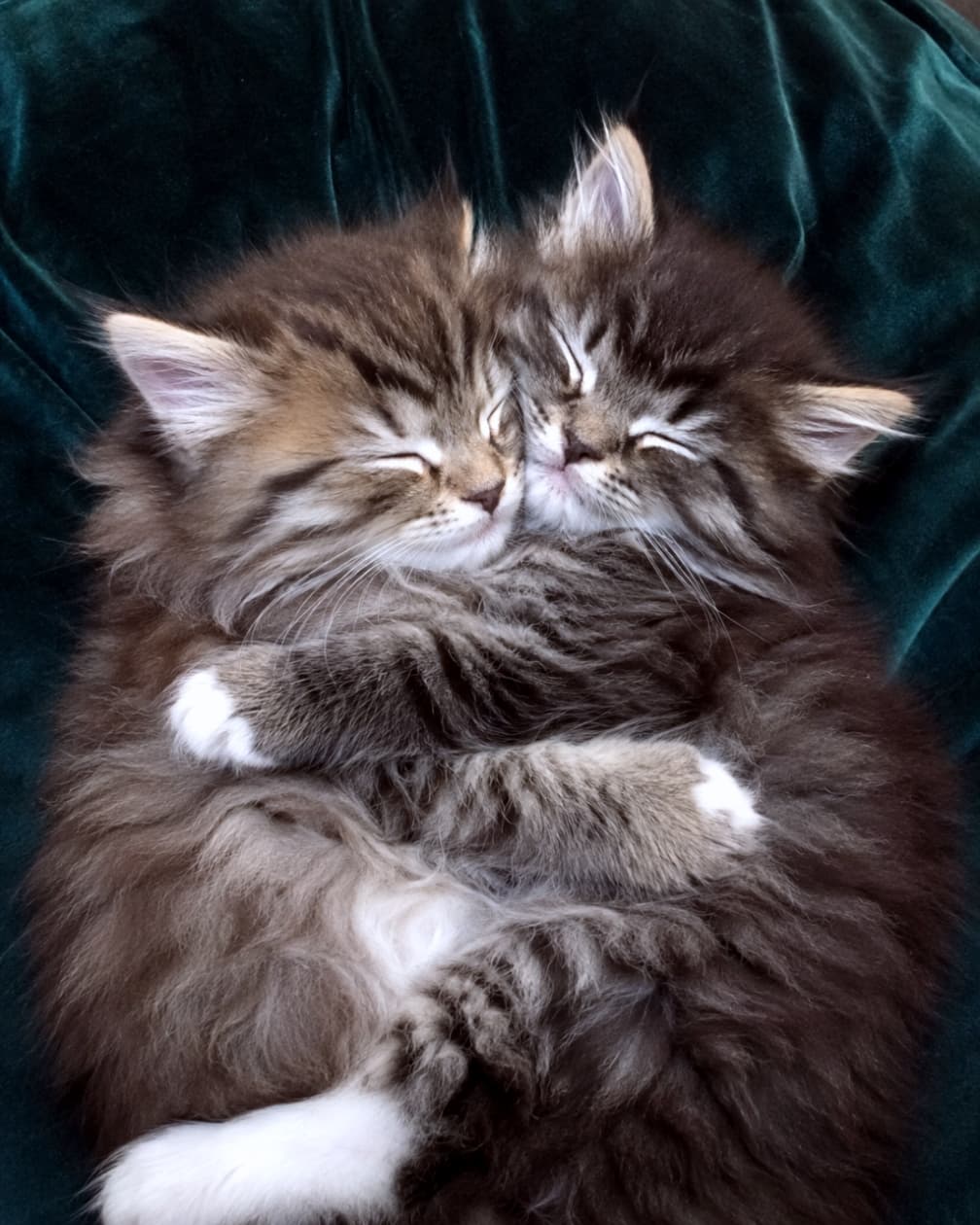 「ぎゅーっとハグして夢の中へ💞仲良し兄弟のあったかタイム🐈🐈💤 #多頭飼い #ねこのいる幸せ #ノルウェージャンフォレストキャット」Ultra-realistic high-quality photograph of two Norwegian Forest kittens hugging each other tightly and sleeping on a deep green velvet fabric. 深い緑色のベルベット生地の上で、2匹のノルウェージャンフォレストキャットの子猫がしっかりと抱き合って眠っている様子