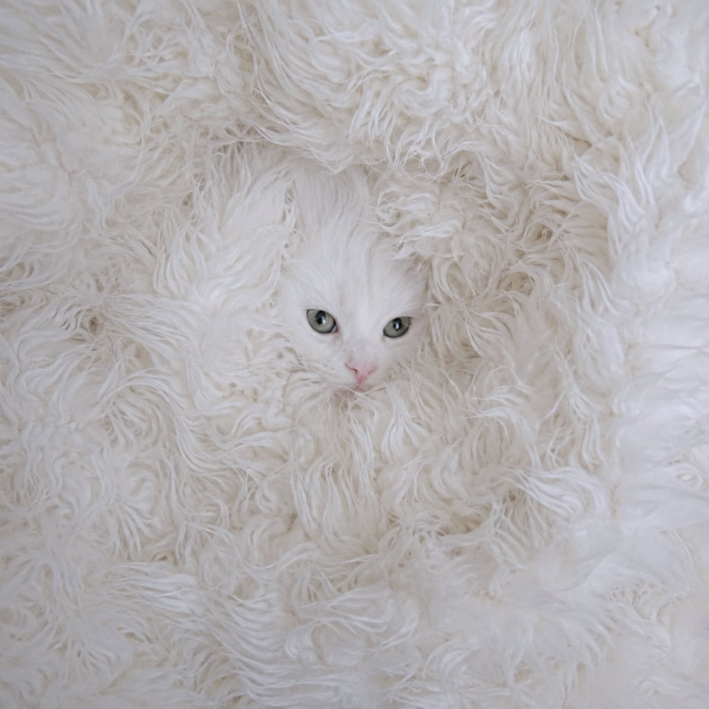 「どーこだ?👀真っ白ふわふわの海に紛れた可愛いかくれんぼ☁️🐾 #白猫 #ふわふわ #ノルウェージャンフォレストキャット」Ultra-realistic high-quality photograph of a pure white Norwegian Forest kitten peeking its face out, completely surrounded by a fluffy white faux fur blanket. 真っ白なフェイクファーの毛布の中にすっぽりと顔だけを出して埋もれている、白いノルウェージャンフォレストキャットの子猫