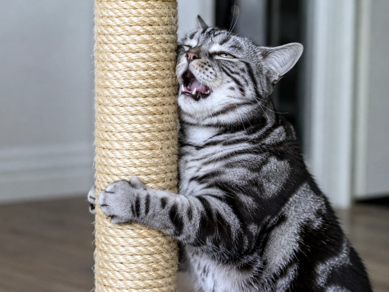 「大好きな爪とぎの匂いを堪能中?😸✨ 思わずお口が開いちゃうフレーメン反応が激写されました📸」Ultra-realistic high-quality photograph of an American Shorthair cat hugging a scratching post and showing the flehmen response indoors. 室内で、麻縄が巻かれたキャットタワーの爪とぎ柱にギュッと抱きつきながら、口を半開きにしてフレーメン反応を見せるアメリカンショートヘアの猫の高画質写真