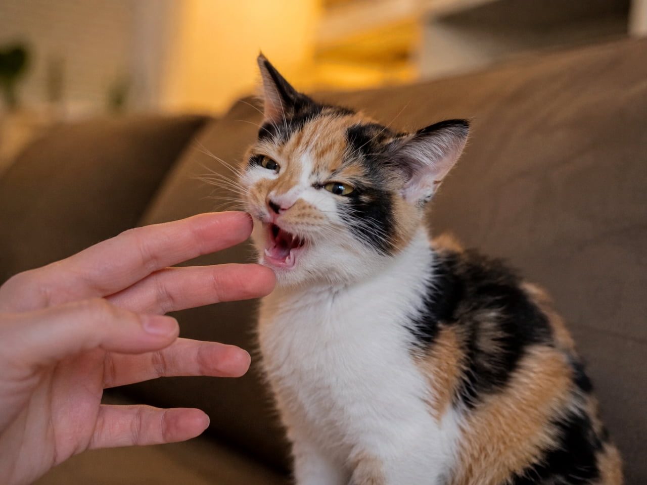 「指の匂いをクンクン…はっ!🙀このお顔がたまらない💕 #子猫 #フレーメン反応 #猫のいる暮らし」Ultra-realistic high-quality photograph of a calico kitten showing the flehmen response after sniffing a finger. 人の指を嗅ぎフレーメン反応をする三毛の子猫のリアルな高画質写真