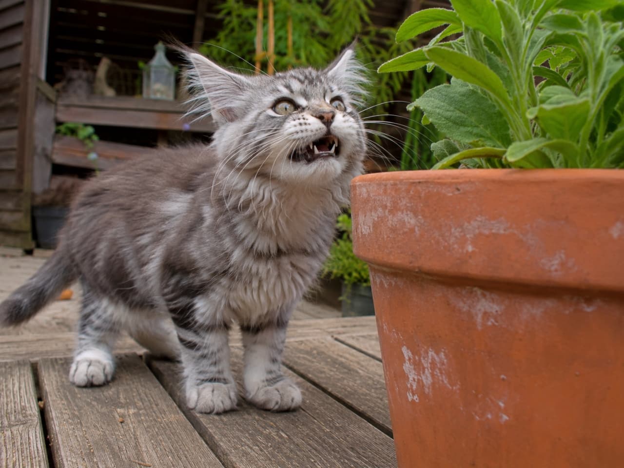 「植物の匂いって不思議ニャ〜🪴 クンクンした後のこのお顔!モフモフ子猫の全力フレーメン反応がたまらない🐾」Ultra-realistic high-quality photograph of a silver tabby Maine Coon kitten showing the flehmen response next to a large potted plant on a wooden deck. 屋外のウッドデッキで大きな鉢植えの植物の匂いを嗅いだ後、フレーメン反応をしているシルバータビーのメインクーン子猫の高画質写真