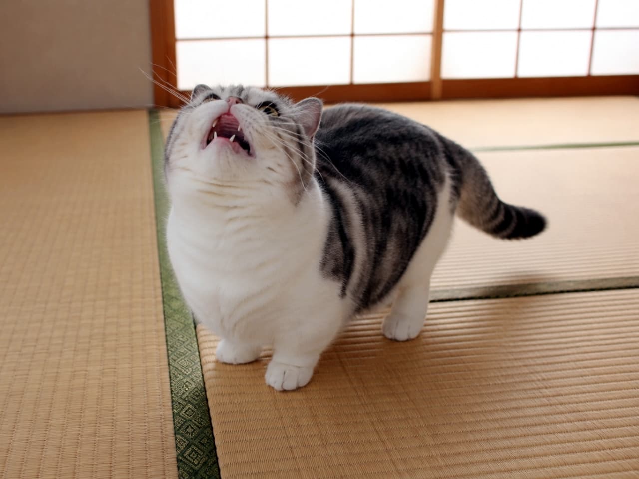 「畳のお部屋で「ん?」なお顔😼 障子越しの柔らかな光とフレーメン反応の組み合わせが最高にエモい✨」Ultra-realistic high-quality photograph of an adorable Munchkin cat showing the flehmen response, looking up in a bright Japanese tatami room with shoji screens. 障子から光が差し込む明るい和室の畳の上で、上を見上げて口を開け、フレーメン反応をしている愛らしいマンチカン猫の高品質な写真