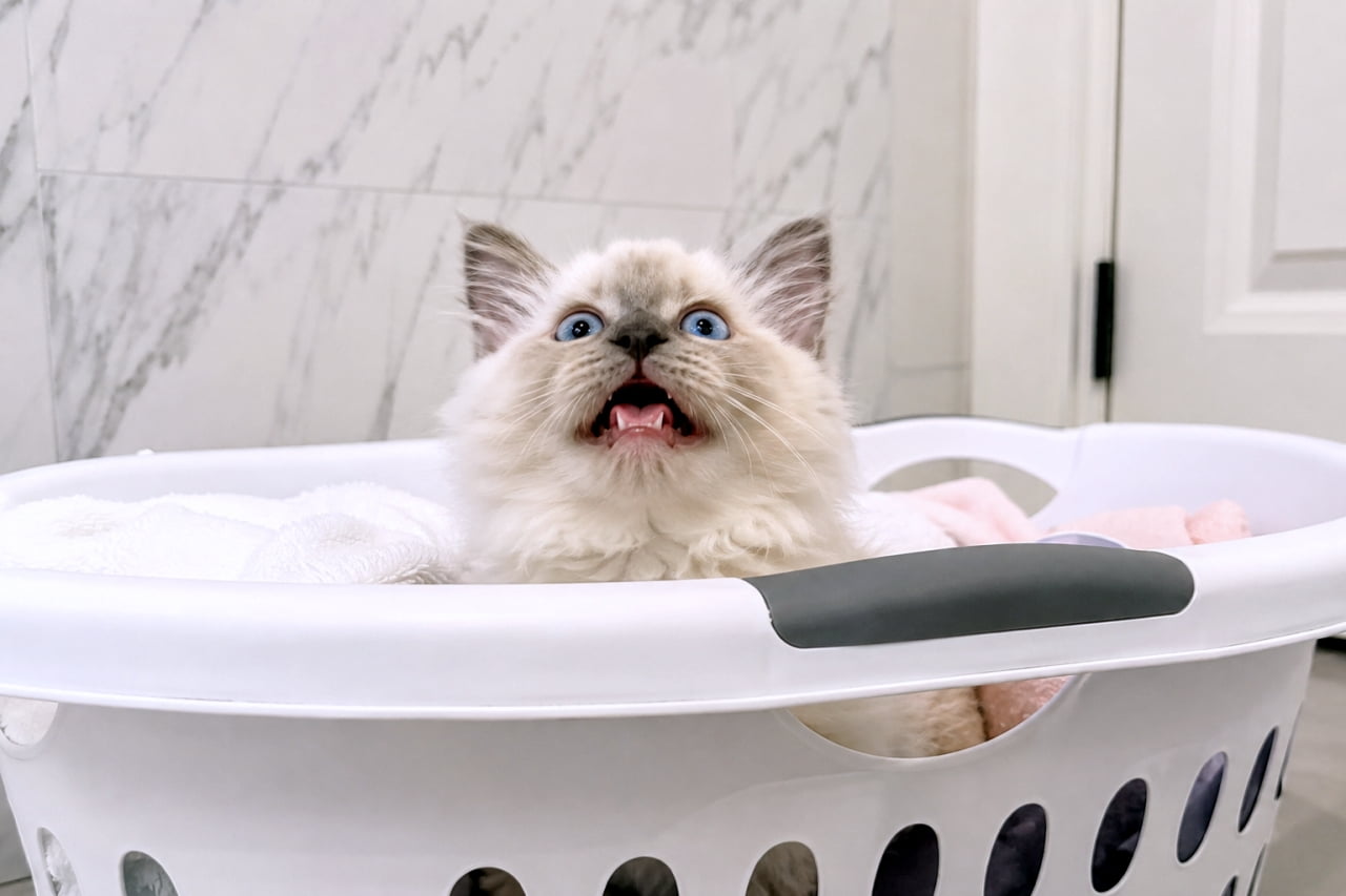 「カゴの中からひょっこり!🧺 何の匂いに驚いてるのかな?😂 #ラグドール #子猫 #おもしろ画像」Ultra-realistic high-quality photograph of a kitten looking out of a laundry basket showing the flehmen response. 洗濯カゴの中から顔を出しフレーメン反応をする子猫のリアルな高画質写真