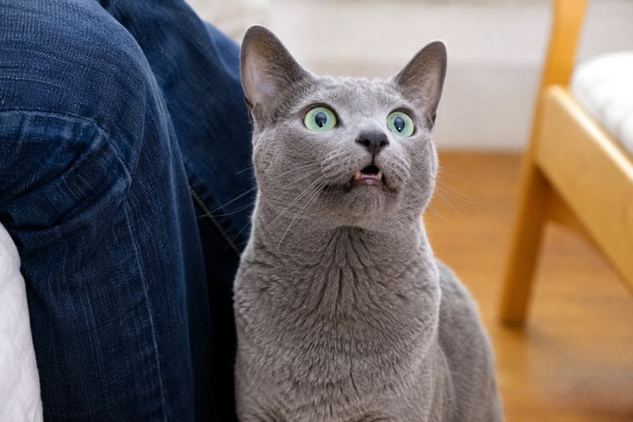 「ご主人から気になる匂いが…?👖美しいロシアンブルーのシュールすぎる変顔ショットにキュン🐈✨」Ultra-realistic high-quality photograph of a Russian Blue cat looking up and showing the flehmen response with a half-open mouth next to a person's legs wearing jeans. デニムを履いた人の脚の横で見上げて、口を半開きにしてフレーメン反応をしているロシアンブルーの超リアルな高画質写真