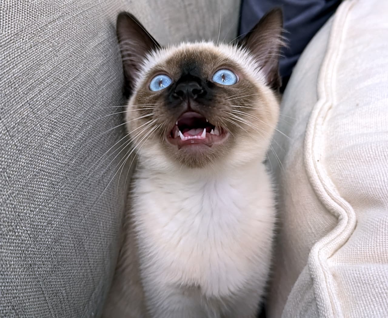 「お口ポカーン😲✨ ソファの隙間で未知の匂いに遭遇しちゃった!?ブルーアイが綺麗な子猫のフレーメン反応💙」Ultra-realistic high-quality photograph of a Siamese-style kitten with wide blue eyes showing the flehmen response between sofa cushions. ソファのクッションの隙間に座り、青い目を丸くして口を開け、フレーメン反応をしているシャム猫風の子猫の高画質写真