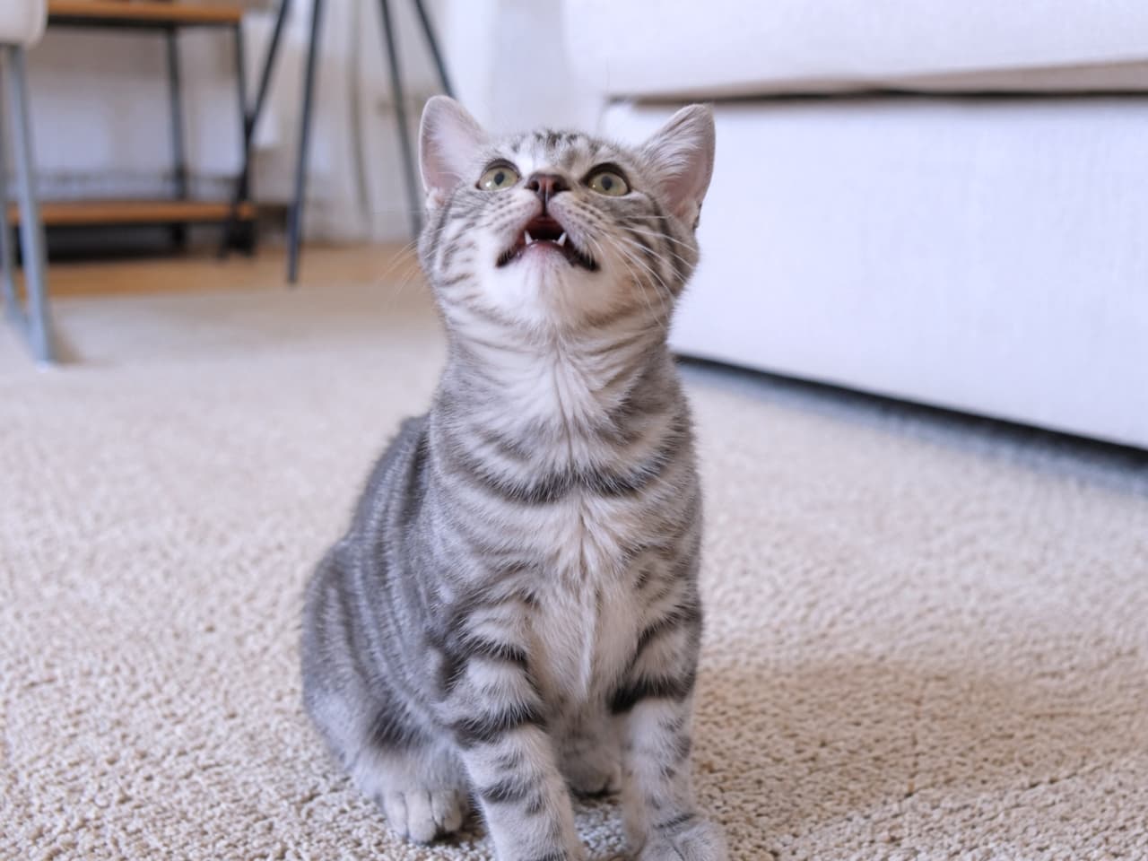 「上から何か降ってきたにゃ?😲 ぽかんとした表情が愛おしすぎる💖 #シルバータビー #子猫 #おもしろ猫」Ultra-realistic high-quality photograph of a silver tabby kitten looking up and showing the flehmen response. 部屋で上を見上げてフレーメン反応をするシルバータビー子猫のリアルな高画質写真