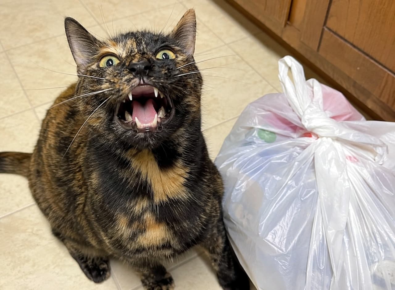 「これは一体何の匂いにゃ!?🗑️キッチンのビニール袋の横で衝撃を受けて固まるサビ猫ちゃん🙀💦」Ultra-realistic high-quality photograph of a tortoiseshell cat showing a strong flehmen response next to a plastic grocery bag on the kitchen floor. キッチンの床に置かれたビニール袋の横で、何かの匂いにフレーメン反応を起こして変顔になっているサビ猫の超リアルな高画質写真