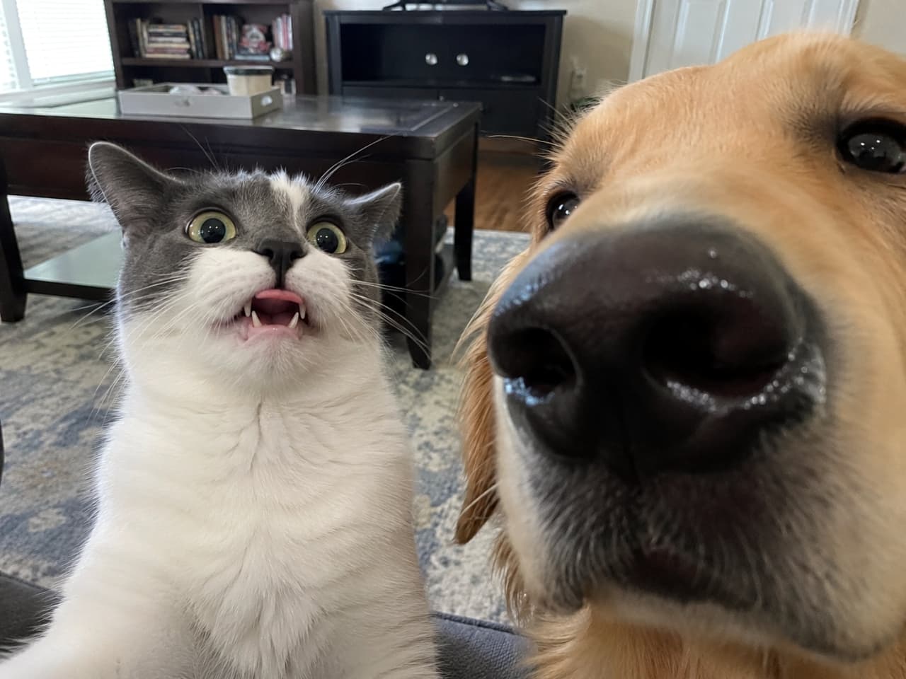 「わんこの匂いキツすぎた!?🐶💦奥でこっそりフレーメン反応して固まってるハチワレちゃんに爆笑😂」Ultra-realistic high-quality photograph featuring a close-up of a dog's snout in the foreground and a tuxedo cat making a surprised flehmen response face in the background. 手前に犬の鼻が大きく写り込み、奥でハチワレ猫がフレーメン反応をして驚いたような変顔をしている超リアルな高画質写真