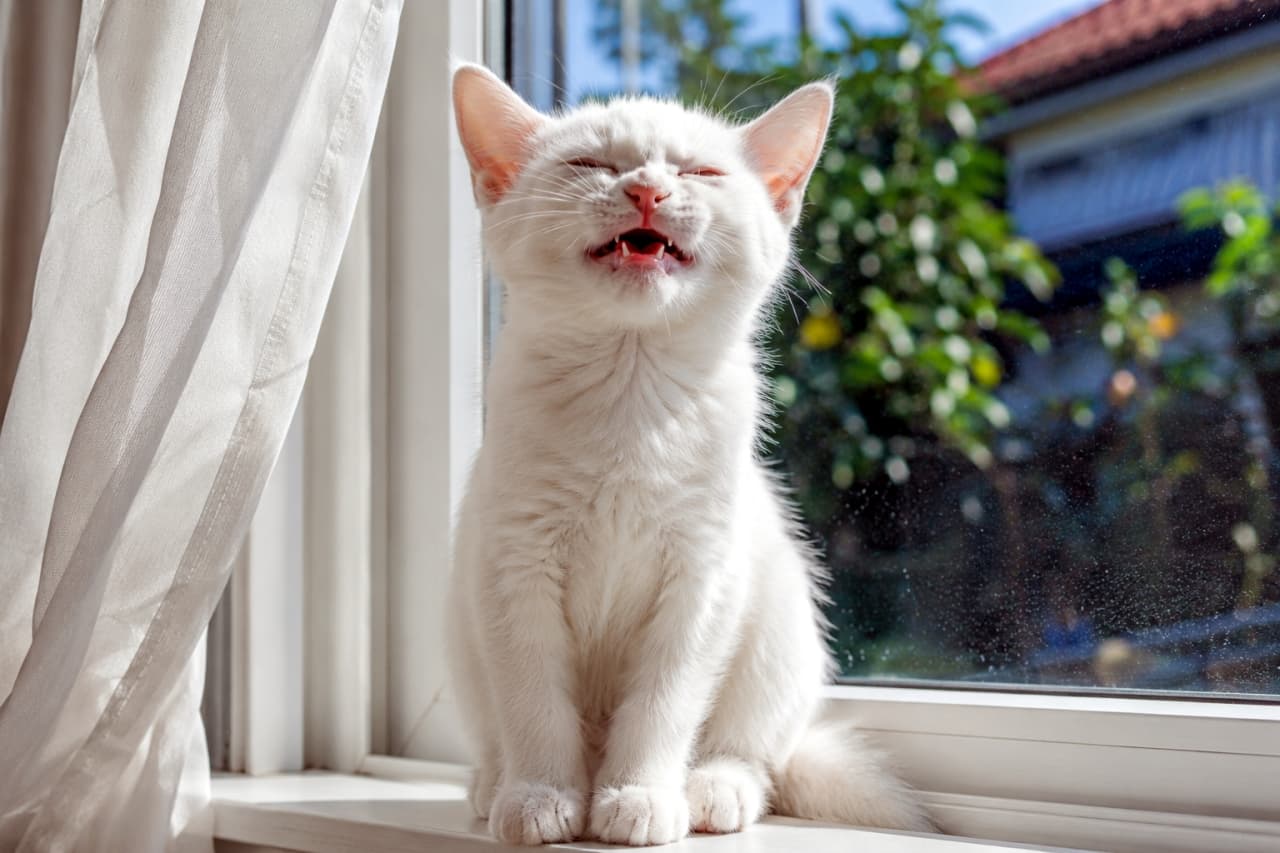 「お日様の匂いかな?☀️ まぶしそうなお顔とぽかーん口が最高😆 #白猫 #子猫 #窓辺の猫」Ultra-realistic high-quality photograph of a white kitten showing the flehmen response by a sunny window. 窓辺で日差しを浴びながらフレーメン反応をする白猫のリアルな高画質写真