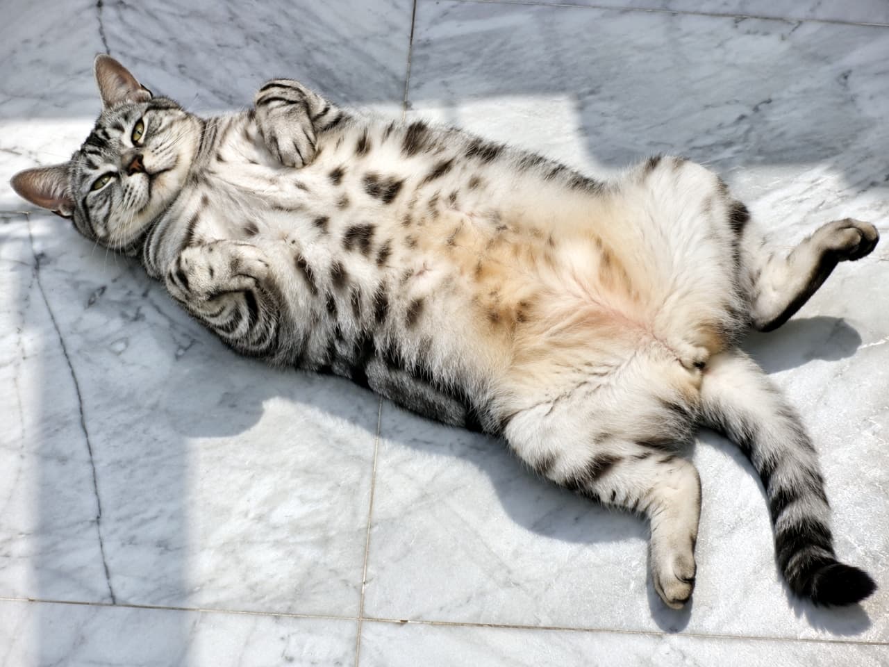 「ぽかぽか陽気でごろん☀️大理石のヒンヤリ感がたまらないサバトラちゃん🐈」Ultra-realistic high-quality photograph of a silver tabby cat lying belly up on a marble floor in the sunlight. 日差しの当たる大理石の床で仰向けになるサバトラ猫の高画質写真