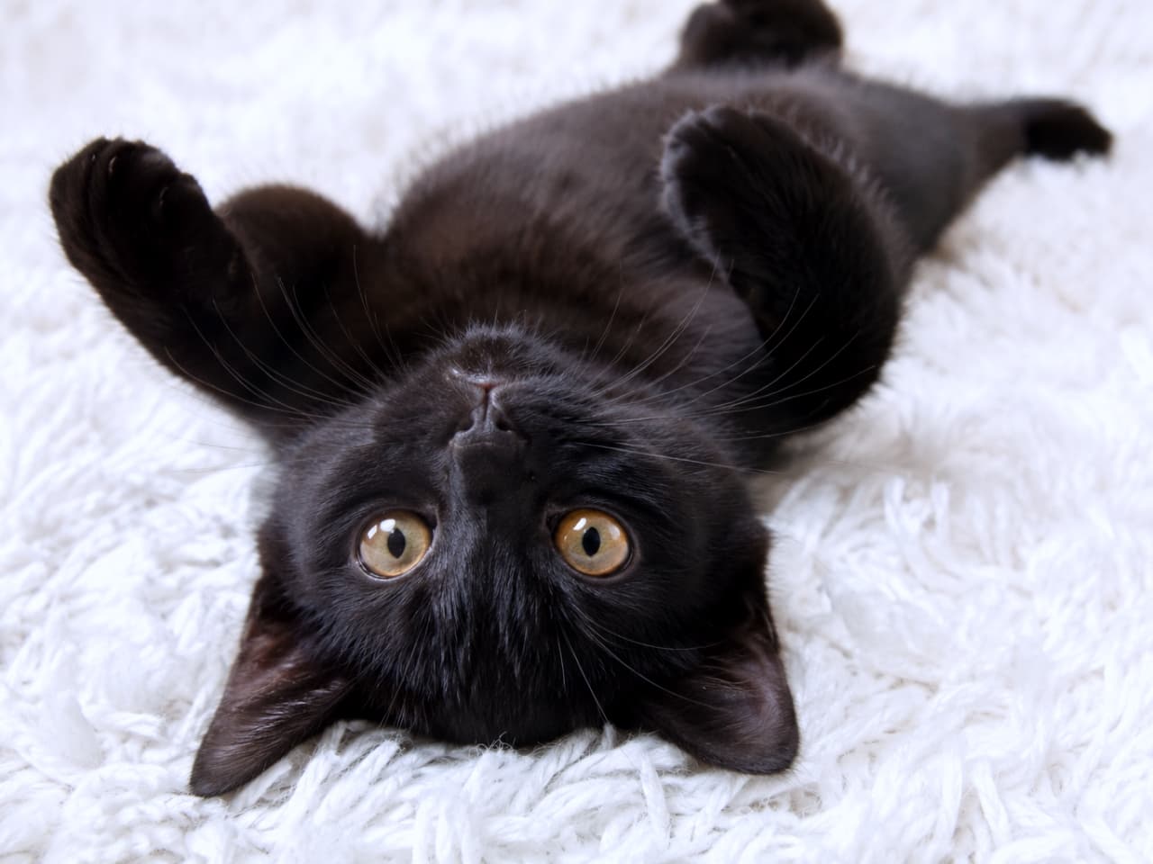 「ふわふわラグでゴロゴロ〜💕まん丸な瞳で見つめられたらイチコロですね🐈✨ #黒猫 #猫のいる暮らし」Ultra-realistic high-quality photograph of a black cat lying on its back on a fluffy white rug, staring intently at the camera with striking golden eyes. 白いふわふわのラグの上で仰向けになり、こちらをじっと見つめる黒猫の高画質写真。金色の瞳が印象的で、リラックスした様子が伝わります