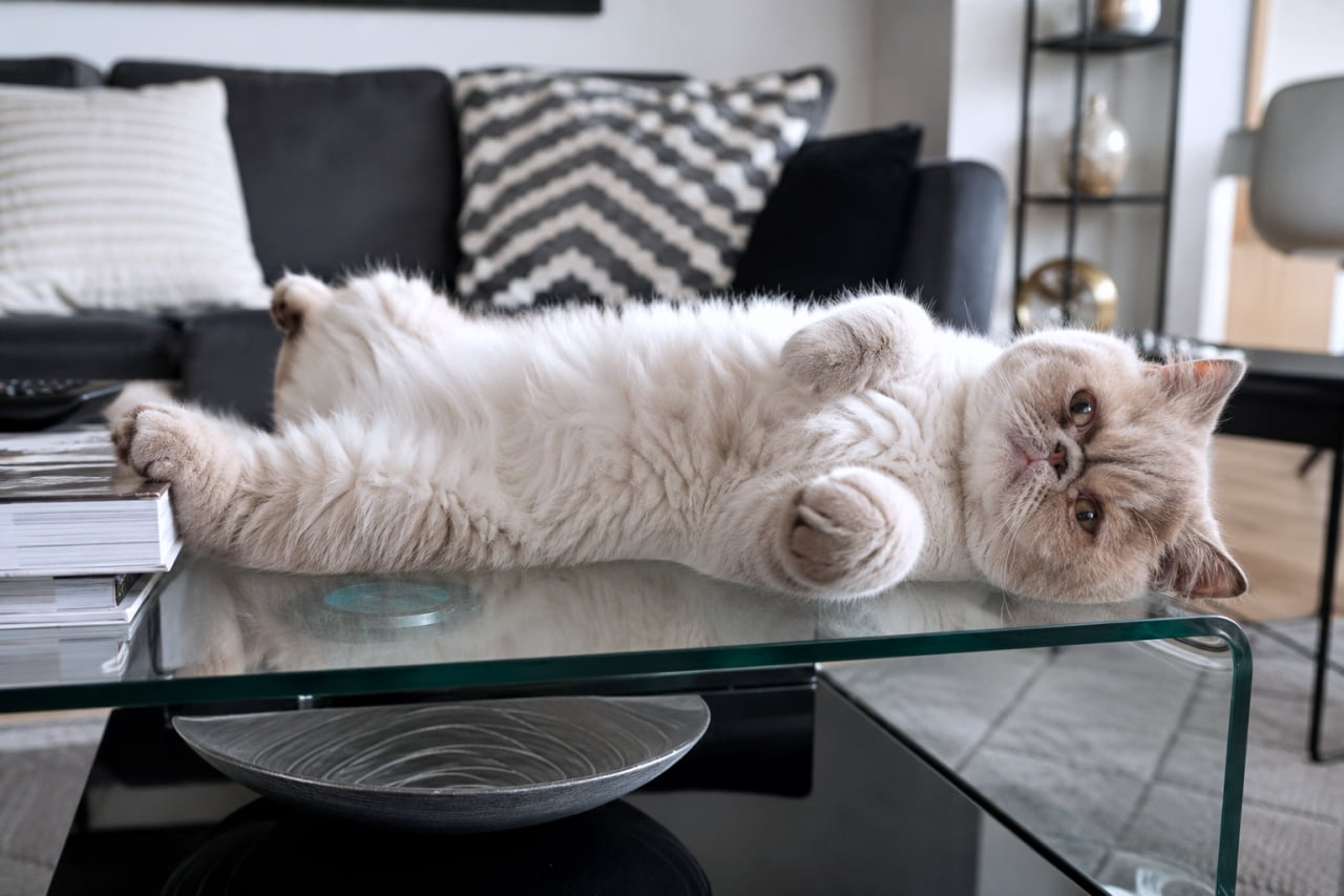 「おしゃれなガラステーブルの上が今日のベッドにゃ🛋️ ぺちゃ顔とモフモフボディのギャップがたまらない！」Ultra-realistic high-quality photograph of a cream Exotic Shorthair lying belly up on a glass table in a modern living room. モダンなリビングのガラステーブルの上で仰向けになるエキゾチックショートヘア。毛並みの質感が際立つ高画質画像