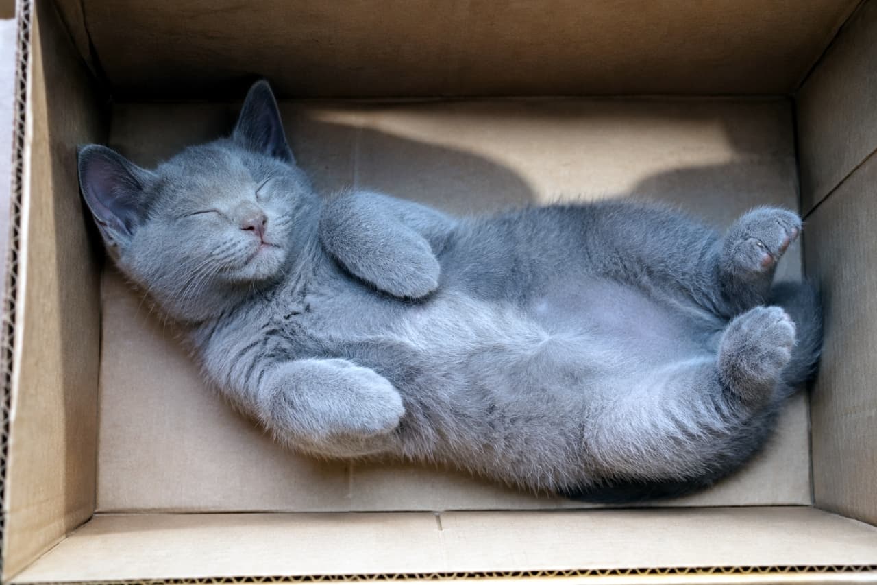 「やっぱりここが一番落ち着くニャン📦💤 段ボールにジャストフィットしてスヤスヤ眠る姿にキュン💕」Ultra-realistic high-quality photograph of a gray kitten sleeping belly up inside a cardboard box. 段ボール箱の中にすっぽり収まり、仰向けで眠るグレーの子猫。安心しきった表情が可愛らしい高画質画像
