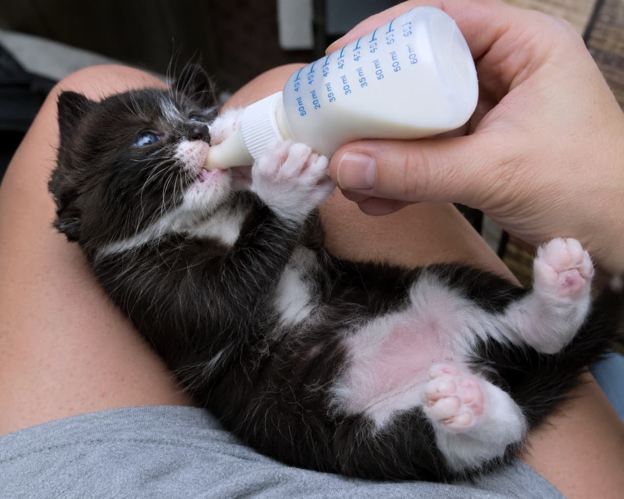 「ミルクをゴクゴク🍼一生懸命飲む姿がたまらなく可愛いハチワレ子猫ちゃん💖」Ultra-realistic high-quality photograph of a black and white kitten lying on its back and drinking milk from a bottle. 人の膝の上で仰向けになり、哺乳瓶でミルクを飲むハチワレ子猫の高画質写真