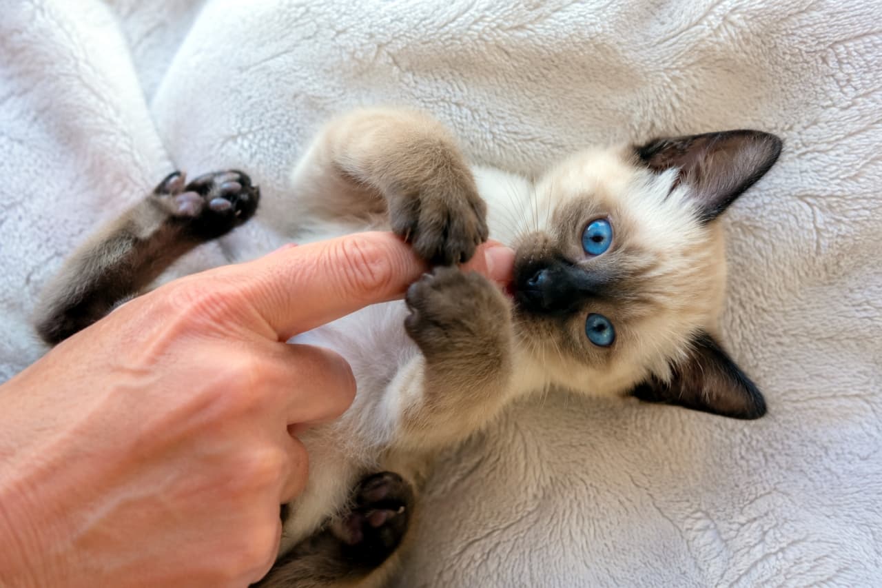 「指にガブッ！😼いたずらっ子な青い瞳のシャムちゃんにメロメロです💙✨ #シャム猫 #子猫」Ultra-realistic high-quality photograph of a playful Siamese kitten lying on its back and gently biting a person's finger on a white bed, featuring beautiful blue eyes. 白い布の上で仰向けになり、飼い主の指に遊び心たっぷりにじゃれつくシャム猫の子猫の高画質写真。美しい青い瞳が特徴的です