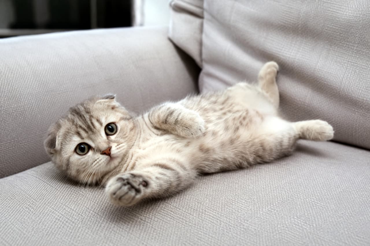「ソファの上が一番落ち着くニャ🐾ピンと伸ばしたあんよがたまらなくキュート！🛋️💕 #スコティッシュフォールド #子猫」Ultra-realistic high-quality photograph of a cute Scottish Fold kitten lying on its back on a grey fabric sofa, looking relaxed and staring at the camera. グレーの布製ソファの上で仰向けに寝転がり、リラックスした様子でこちらを見つめるスコティッシュフォールドの子猫の高画質写真