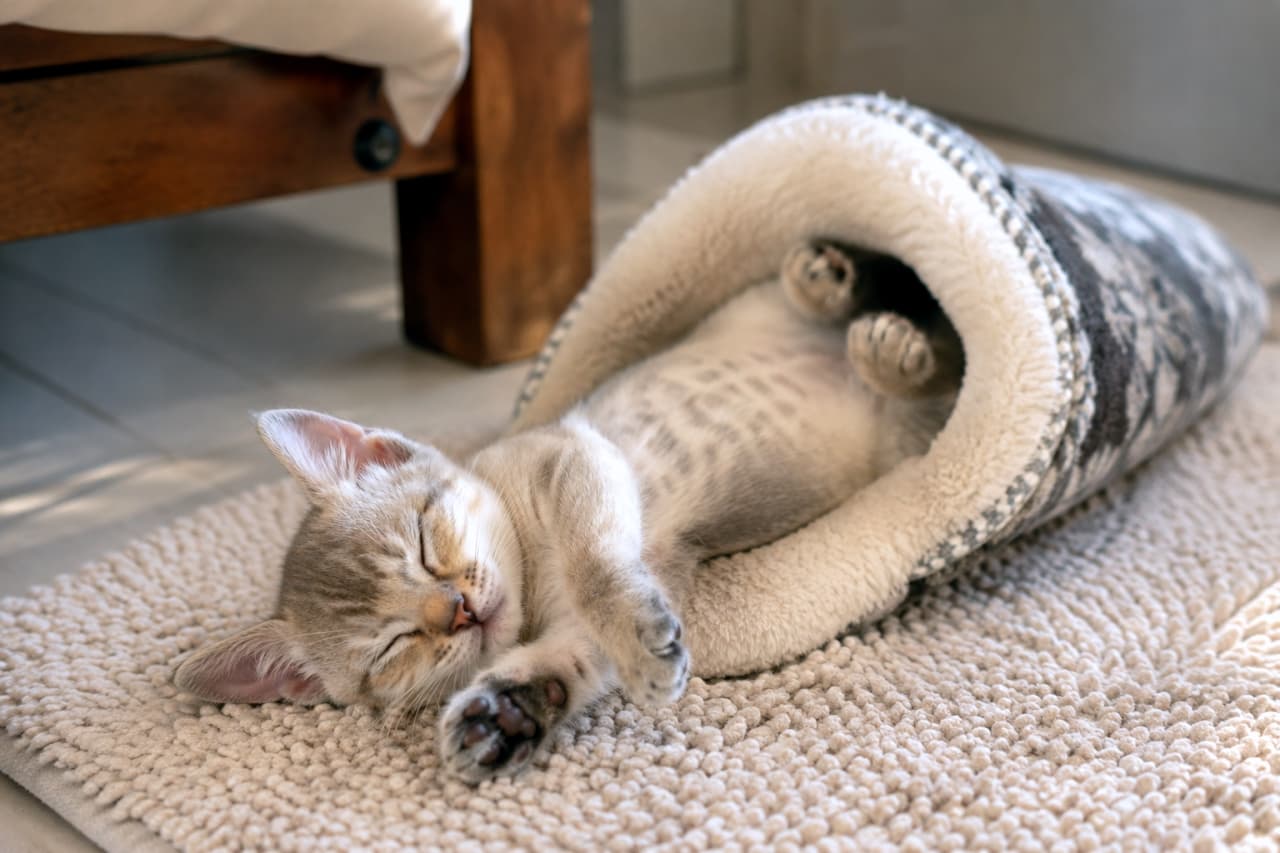 「スリッパがベッド代わり💤すやすや眠る子猫の寝顔に癒されます💕」Ultra-realistic high-quality photograph of a sleeping tiny Singapura kitten lying on its back inside a fluffy slipper. もこもこのスリッパに潜り込み、仰向けで眠る小さなシンガプーラの子猫の高画質写真