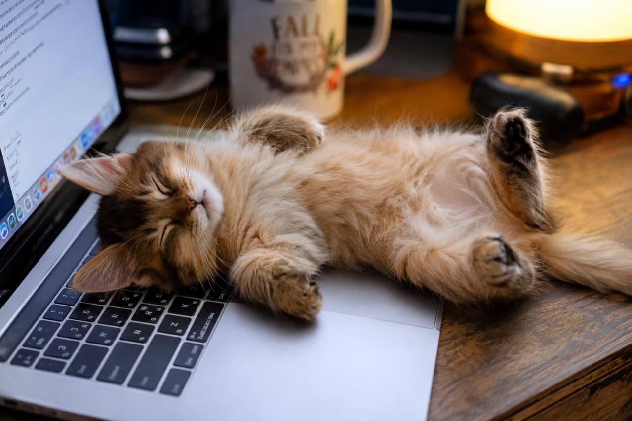 「お仕事はお休みニャ💻キーボードの上で爆睡中の無防備なソマリの子猫ちゃん💤」Ultra-realistic high-quality photograph of a sleeping kitten lying belly up on a laptop. デスク上のノートパソコンの上で仰向けに眠るふわふわのソマリの子猫の高画質写真