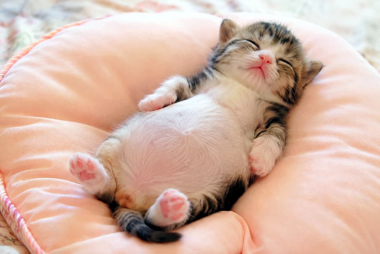 「ぽっこりお腹とピンクの肉球のコンボは反則級！😍クッションの海で夢を見る子猫ちゃん🐾💕」Ultra-realistic high-quality photograph of a tabby-and-white kitten sleeping defenselessly on its back on a round pink cushion. Its plump belly and small pink paw pads are adorably highlighted. ピンク色の丸いクッションの上で、無防備に仰向けになって眠るキジ白の子猫の高画質写真。ぽっこりとしたお腹と小さなピンク色の肉球が可愛らしく強調されている