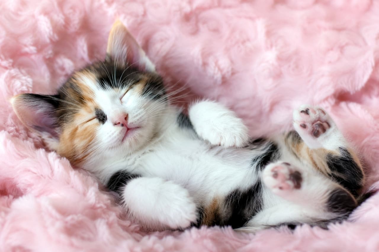 「いい夢見てるのかな？🌙✨フワフワのベッドで微笑む三毛猫ちゃん、癒やし効果100%です🌸🐾」Ultra-realistic high-quality photograph of a calico kitten sleeping on its back on a fluffy pink blanket. It features a peaceful sleeping face that looks like it's smiling, with its front paws gently raised. ピンク色の毛足の長いフワフワのブランケットの上で、仰向けになって眠る三毛の子猫の高画質写真。まるで微笑んでいるかのような安らかな寝顔と、ちょこんと上げた前足が特徴的