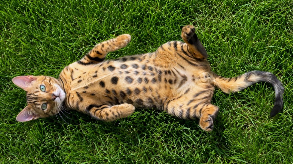 「お外でゴロンッ🌿鮮やかなヒョウ柄とグリーンのコントラストが素敵！🐆☀️ #ベンガル猫 #ひなたぼっこ」Ultra-realistic high-quality photograph of a Bengal cat with a beautiful leopard-spotted coat lying on its back on vibrant green grass, enjoying a sunbath. 鮮やかな緑の芝生の上で仰向けに寝転がり、日光浴を楽しむベンガルキャットの高画質写真。美しいヒョウ柄の模様がはっきりと見えます