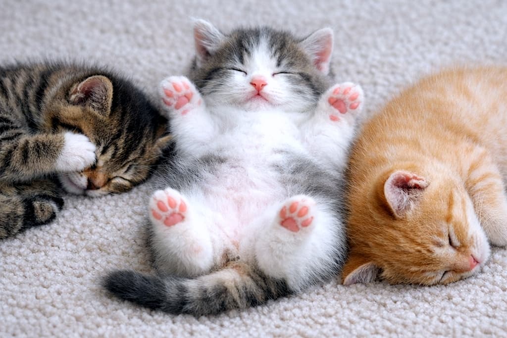 「天使の寝顔が3つも…👼💖可愛すぎてずっと見ていられる子猫たちのお昼寝タイムです🐾✨」Ultra-realistic high-quality photograph of three kittens sleeping closely together on a white carpet. The tabby on the left covers its face, the kitten in the center sleeps on its back with paws up, and the ginger on the right is curled up fast asleep. 白いカーペットの上で身を寄せて眠る3匹の子猫の高画質写真。左のキジトラは前足で顔を隠し、中央の子猫は仰向けでお腹を見せてバンザイの姿勢、右の茶トラは丸まってぐっすりと眠っている