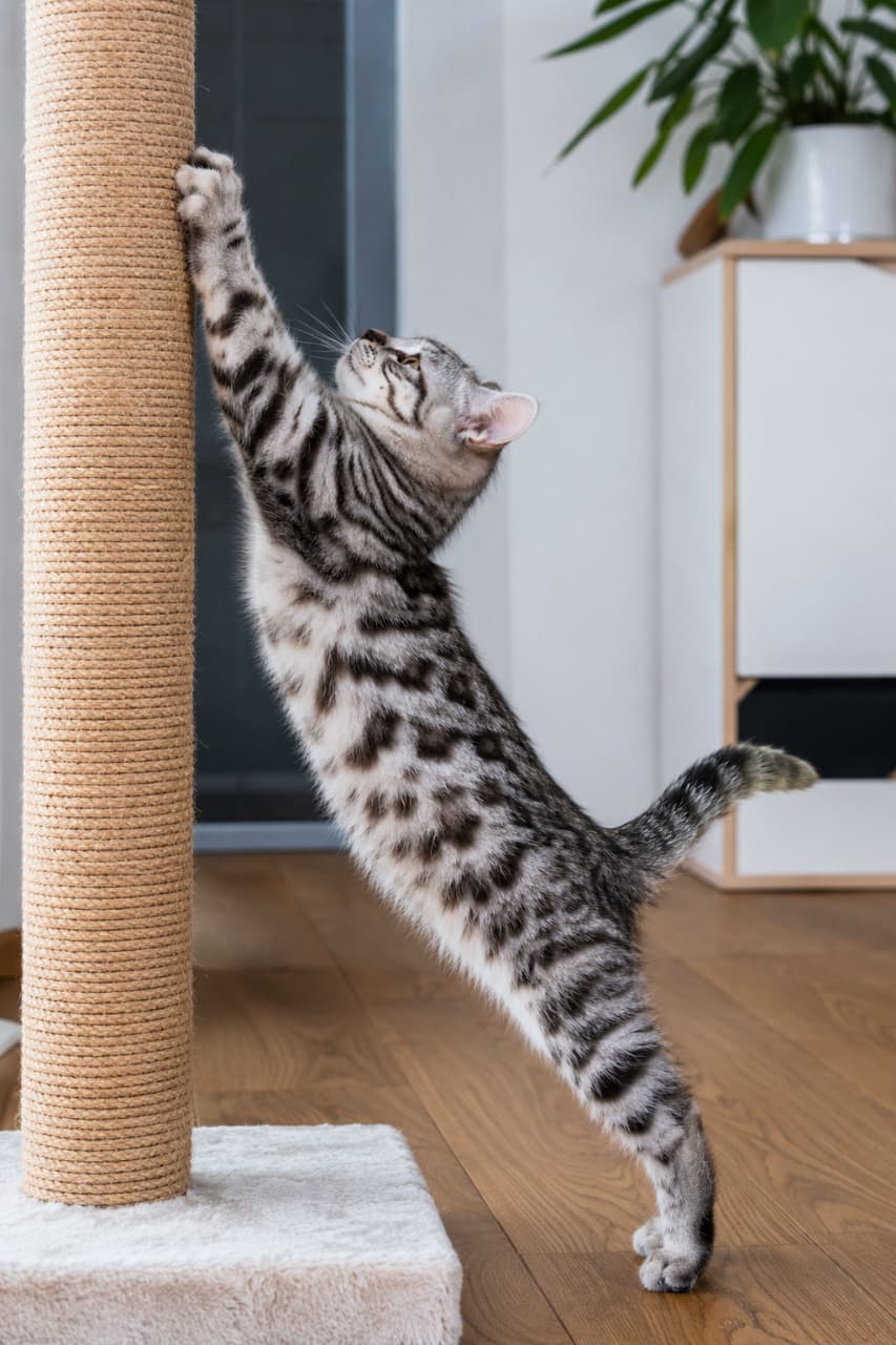 「「見て見て！こんなに高いところまで届くよ！」🐈💨 バリバリ爪とぎに夢中なアメショちゃんのお背中ピーン！が可愛すぎる😍 健康な証拠だね✨ #アメリカンショートヘア #猫のいる暮らし」Ultra-realistic high-quality photograph of a silver tabby American Shorthair kitten doing a full-body stretch to scratch a tall sisal rope scratching post. Set in a modern, clean room with hardwood floors, highlighting the kitten's striking black and silver classic tabby markings and its serious side profile looking up. モダンな木目調の床と白い家具が置かれた清潔感のある部屋で、キャットタワーの麻縄ポールに向かって力いっぱい背伸びをし、両前足で爪とぎをしているアメリカンショートヘア（シルバータビー）の子猫。くっきりとした黒と銀の渦巻き模様が美しく、上を見上げる真剣な横顔が捉えられている