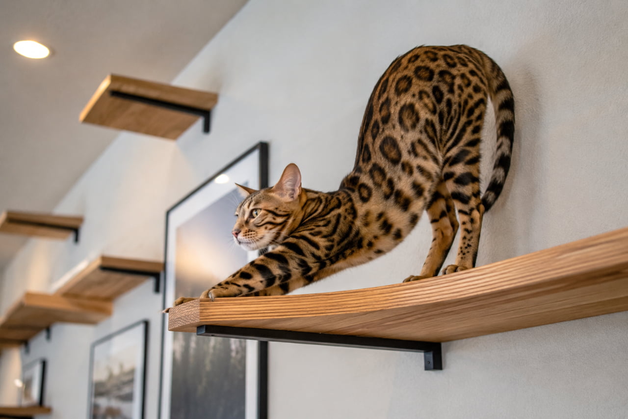「まるで野生のヒョウ⁉🐆モダンなお部屋でダイナミックにストレッチするベンガルさんが美しすぎます✨ #猫のいる暮らし #ベンガル猫」Ultra-realistic high-quality photograph of a Bengal cat stretching its body on a modern wooden wall shelf. The cat showcases vivid rosette patterns on its sleek fur, set against a minimalist gray interior background with warm ambient lighting. 洗練されたデザインの木製キャットウォークの上で、前足を伸ばして美しい背中の曲線を際立たせているベンガル猫の描写。野性味あふれる鮮やかな豹柄（ロゼット模様）の被毛としなやかな体躯が特徴的で、背景にはモダンなグレーの壁と額縁、天井のダウンライトから柔らかな温かい光が降り注いでいます