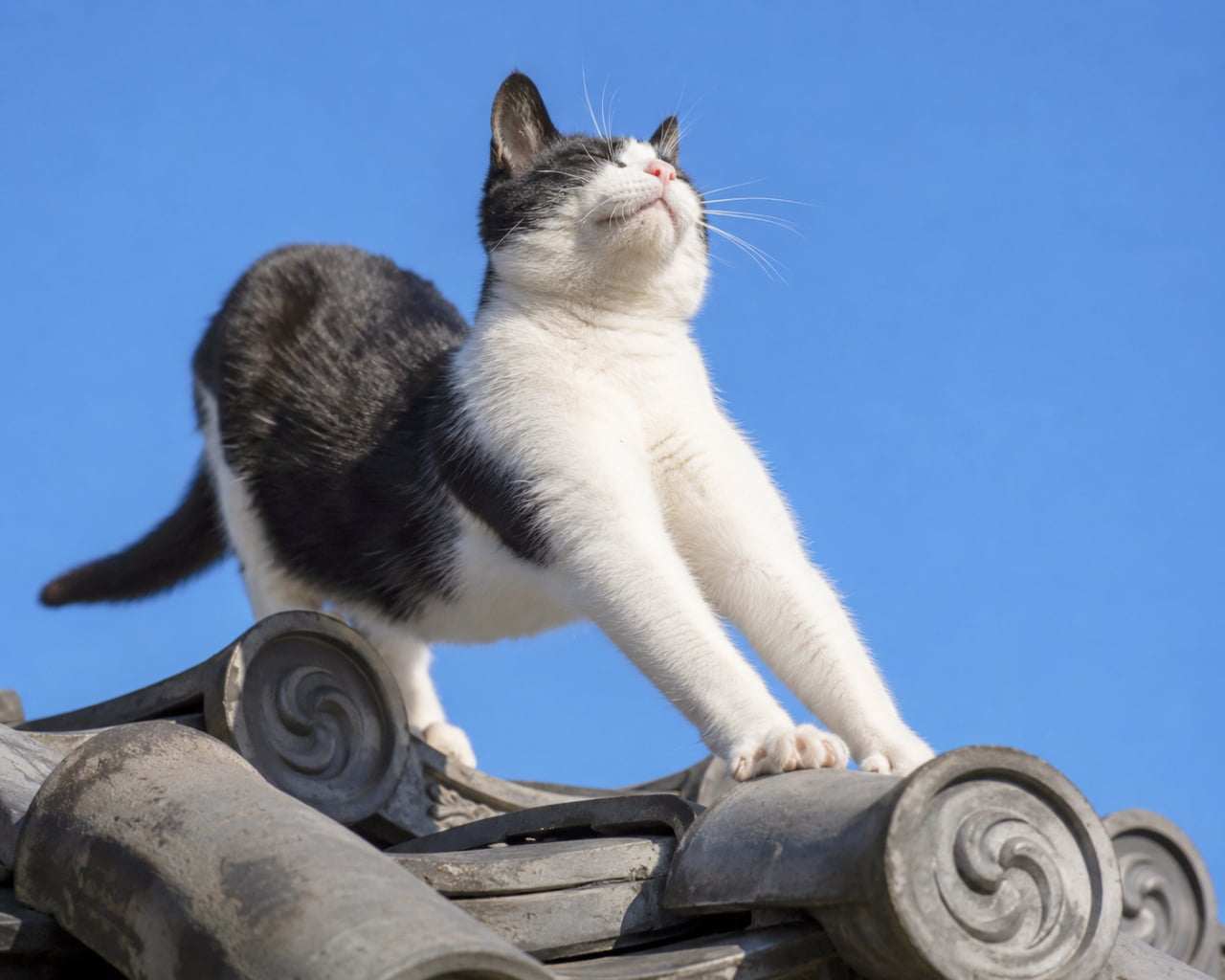 「青空の下で思いっきり伸び〜っ🐈☀️最高のリフレッシュタイムだにゃ！ #ハチワレ部 #猫のいる風景」Ultra-realistic high-quality photograph of a black and white tuxedo cat doing a big stretch on a traditional Japanese tile roof under a clear blue sky, looking blissfully relaxed in the sunlight. 抜けるような青空を背景に、伝統的な日本家屋の瓦屋根の上で気持ちよさそうにぐーんと伸びをする黒白のハチワレ猫。目を細めて太陽の光を浴びる至福の表情と、ピンと張った前足の力強さがリアルに伝わります