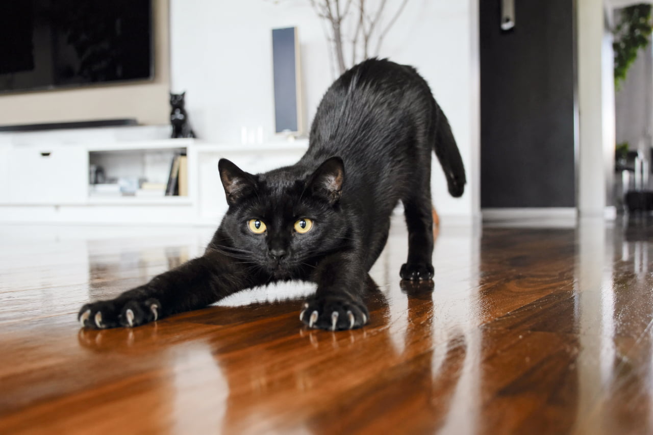 「芸術的なカーブを描く美背中！モダンなお部屋に黒猫さんのシルエットが映えすぎて最高にクールです🐈‍⬛✨ #黒猫の魅力 #インテリアと猫」Ultra-realistic high-quality photograph of a jet-black cat arching its back high in a dynamic stretch on a polished dark wood floor. Set in a modern minimalist living room with blurred white furniture, highlighting the cat's elegant, sleek silhouette. モノトーンを基調とした洗練されたモダンなリビングルームのフローリング上で、背中を高く反らせてダイナミックなストレッチを行う黒猫の描写。艶のある漆黒の被毛としなやかなシルエットが際立ち、背景には白いテレビボードやAV機器が美しく上品にぼかされています