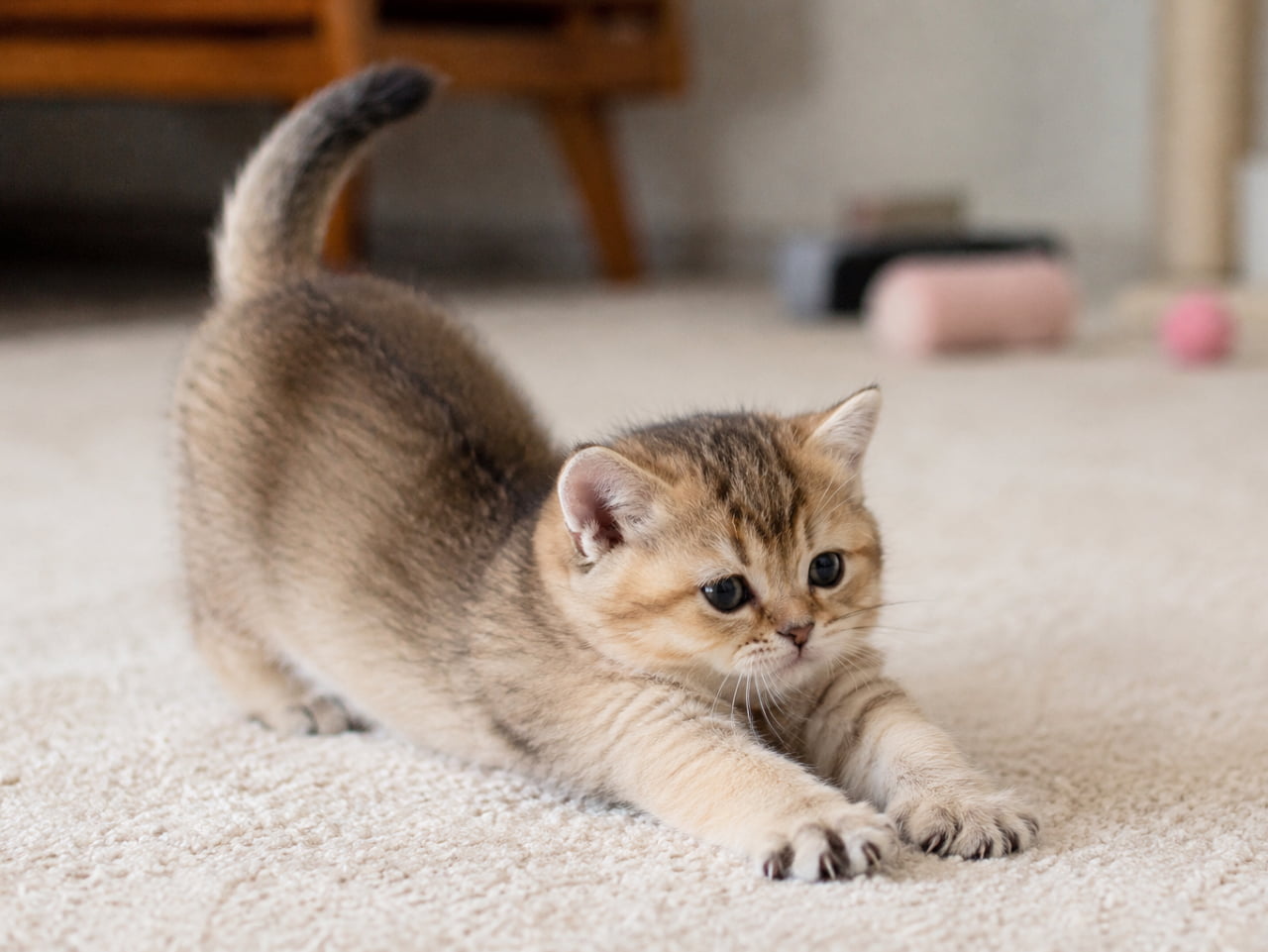 「「ん～～っ、よいしょっ🐾」って聞こえてきそうなくらい一生懸命なストレッチ🥺💕 クマちゃんみたいな丸いお顔にキュンキュンが止まらない…！ #マンチカン #子猫 #猫のいる暮らし」Ultra-realistic high-quality photograph of an adorable golden Munchkin kitten doing an earnest stretch on a white carpet in a softly lit living room, front paws slid forward and hindquarters raised. Features the breed's signature round cheeks and large, dark, eyeliner-rimmed eyes, with out-of-focus cat toys in the background. 柔らかな光が回る明るいリビングの白いカーペットの上で、両前足を前にスライディングさせるようにお尻を高く上げ、一生懸命に伸びをしているマンチカン（ゴールデンカラー）の子猫。丸みのある頬と、アイラインを引いたようなクリクリの黒い瞳が愛らしい。背景にはぼやけて猫のおもちゃが転がっている