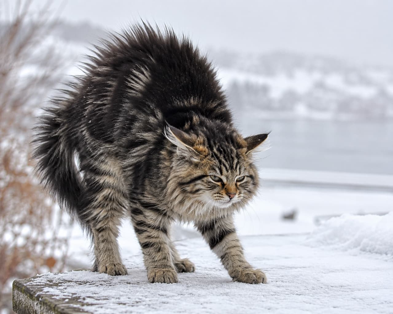 「むむっ！誰だにゃ！？😾雪の中で臨戦態勢！もふもふの毛がさらに膨らんでるよ❄️ #ワイルド #ノルウェージャンフォレストキャット」Ultra-realistic high-quality photograph of a Norwegian Forest Cat kitten standing on a snowy surface, arching its back and puffing up its fur in a defensive posture, intense stare and winter background. 真っ白な雪景色を背景に、雪の積もった台の上で背中を高く丸め、全身の毛を逆立てて警戒のポーズをとるノルウェージャンフォレストキャットの子猫。耳を少し伏せ、鋭い視線で前方を睨む野生的な表情と緊張感がリアルに伝わります