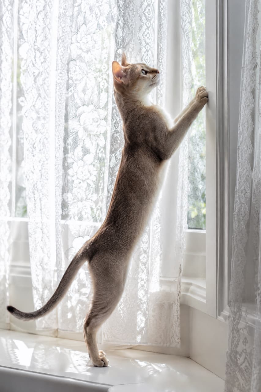 「外には何があるのかな？🐾レースのカーテン越しに窓の外を覗くシンガプーラさんの立ち姿が美しすぎます✨ #シンガプーラ #窓辺の猫」Ultra-realistic high-quality photograph of young Singapura cat standing on its hind legs by a white window frame with elegant patterned lace curtains. Natural soft light illuminates its beautiful ticked tabby coat and slender, athletic silhouette. 白いクラシックな窓辺の縁に立ち、繊細な薔薇模様のレースのカーテンに前足をかけて後ろ足で立ち上がっているシンガプーラの若猫の描写。美しいグラデーションを持つティックドタビーの毛並みと、引き締まったしなやかな体躯、外を興味深そうに見つめる美しい横顔が柔らかな自然光に照らされています
