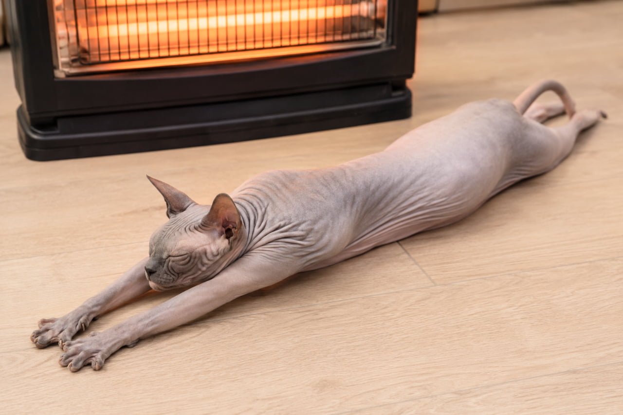 「ヒーターの前は私の特等席🔥ぽかぽか幸せすぎて溶けちゃいそう〜🤤 #スフィンクス #ストーブ #猫のいる暮らし」Ultra-realistic high-quality photograph of a hairless Sphynx cat lying fully stretched out on a wooden floor in front of a glowing electric heater, eyes closed in complete relaxation, capturing skin textures perfectly. オレンジ色に暖かく光る電気ストーブの前のフローリングで、全身を一直線に伸ばしてうつ伏せでくつろぐスフィンクス猫。毛のない特有のシワのある皮膚の質感や、目を閉じて完全にリラックスした表情がリアルです