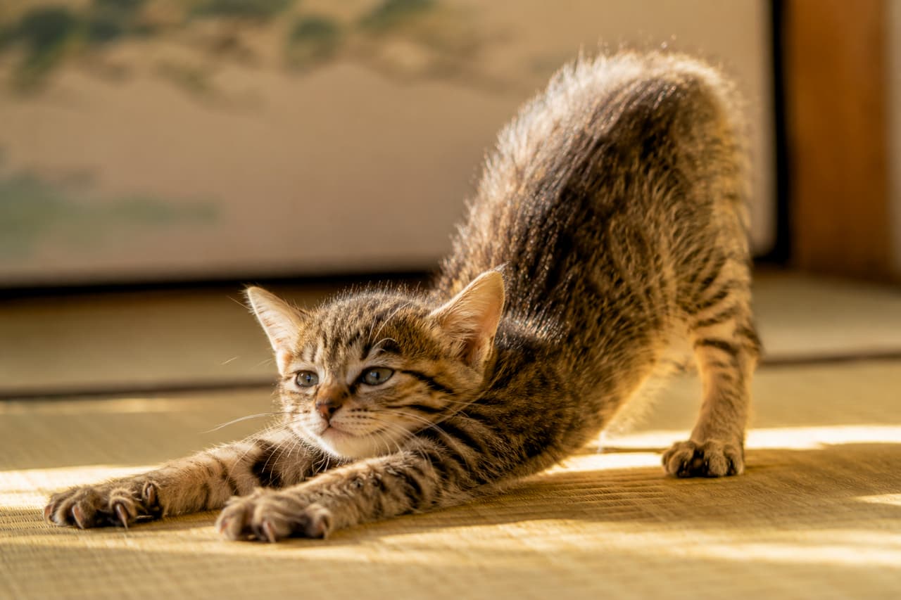 「お昼寝の前の念入りなストレッチ！和室のポカポカ日和を満粋中のキジトラちゃんです☀️ #猫のいる幸せ #キジトラ」Ultra-realistic high-quality photograph of a small brown tabby kitten stretching on a traditional Japanese tatami mat. Warm sunlight highlights the texture of its striped fur and extended paws, with a blurred shoji screen in the soft, nostalgic background. 温かい自然光が差し込む和室の畳の上で、お尻を高く上げて前足を伸ばすヨガのようなストレッチポーズをとるキジトラ子猫の描写。キジトラ特有の細かな黒と茶の縞模様が逆光に照らされて輝いており、小さな爪を少し立てた前足と真剣な表情が魅力的な情景を作り出しています。背景は和風の障子です