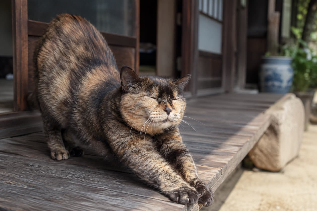 「ポカポカ陽気の縁側で「のびーっ」🐾目を閉じて太陽の温もりを味わうサビ猫さんに癒やされます🍵✨ #サビ猫 #縁側と猫」Ultra-realistic high-quality photograph of a tortoiseshell cat stretching its front paws on a traditional Japanese wooden porch (engawa) with its eyes closed in relaxation. Warm sunlight illuminates its beautifully mixed black and orange fur, with a nostalgic background of wooden sliding doors and stone steps. 古民家の縁側で、目を閉じて気持ちよさそうに前足を伸ばしてストレッチをするサビ猫（トーティシェル）の描写。黒と茶色が複雑に混ざり合った美しい被毛が柔らかな太陽の光に照らされ、背景には趣のある木の引き戸と石段が配置されたノスタルジックな情景です
