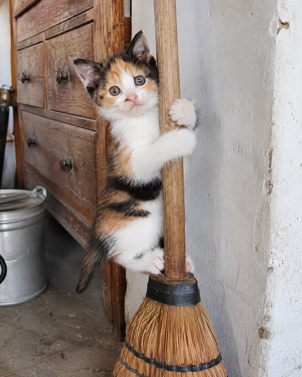 「お掃除のお手伝い…のつもりが木登り状態に!?😹🧹 レトロな雰囲気に三毛猫ちゃんの模様がぴったりマッチ✨ #三毛猫 #子猫のいる生活」Ultra-realistic high-quality photograph of a cute calico kitten with vibrant white, black, and brown patches, desperately clinging to the wooden handle of an old-fashioned broom with its tiny paws. It looks at the camera with an adorable, slightly bewildered expression and odd-colored eyes (one pale blue, one yellow-green). The background features an antique wooden chest and a plaster wall, creating a rustic, retro atmosphere. 白、黒、茶色の鮮やかな模様を持つ三毛猫(キャリコ)の子猫が、立てかけられた昔ながらの木製のほうきの柄に、小さな両手両足を使って必死にしがみついている様子。少し戸惑ったような、愛らしいオッドアイ風の瞳(片方が淡いブルー、片方がイエローグリーン)でこちらを見ている。背景にはアンティークな木製チェストと漆喰の壁があり、レトロで素朴な雰囲気を醸し出している