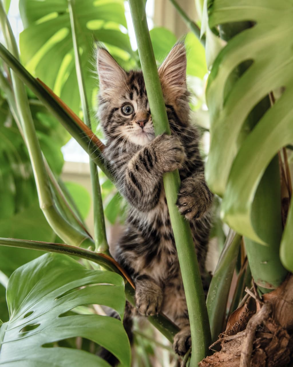 「気分はすっかりジャングルの王者🦁🌿 大きな葉っぱの陰からこっそり探検中!ワクワクが止まらないニャ✨ #メインクーン #観葉植物と猫 #子猫のいる生活」Ultra-realistic high-quality photograph of a fluffy Maine Coon kitten with prominent ear tufts (lynx tips) tightly hugging and climbing a thick green stem of a large Monstera plant. Curious round eyes peek through the gaps in the large leaves. The contrast between the deep green of the houseplant and the kitten's brown tabby fur is beautiful. ふさふさとした長い被毛と立派な耳毛(リンクスティップ)を持つメインクーン(またはノルウェージャンフォレストキャット)の子猫が、大きなモンステラの緑の太い茎に両手両足でしっかりと抱きついて登っている様子。大きな葉の隙間から、好奇心旺盛な丸い瞳が覗いている。観葉植物の深い緑と子猫のブラウンタビーのコントラストが美しい