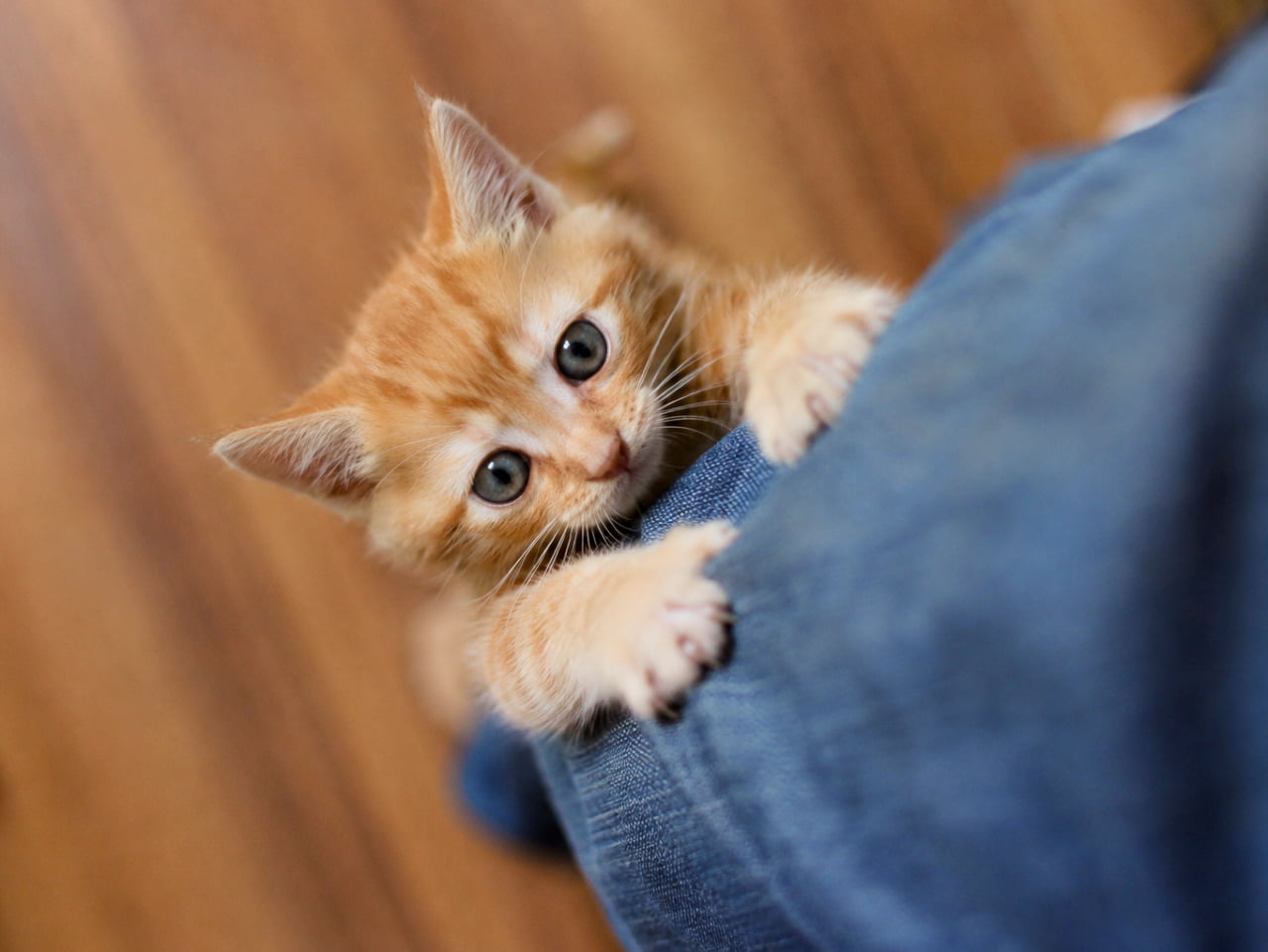 「よいしょ、よいしょ🐾ここを登れば大好きな特等席にたどり着くニャ!甘えん坊全開の瞬間をお届け❤️ #子猫のいる暮らし」An ultra-realistic high-quality photograph of a tiny ginger tabby kitten eagerly climbing up a person's blue jeans. The kitten has captivating blue-gray eyes looking upward with an innocent expression, its sharp claws gripping the denim fabric, set against a softly blurred indoor wooden floor background. デニムのズボンを穿いた人間の足に、小さな前足の爪を立てて一生懸命によじ登ろうとしている茶トラ(ジンジャー・タビー)の子猫のクローズアップ写真。まだ青みが残るグレー(キトンブルー)の大きな瞳で愛らしく上目遣いにカメラを見つめており、背景の温かみのある木目調のフローリングは美しくぼかされています