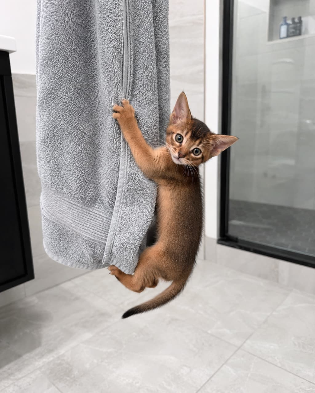 「タオル登りの達人見参!🧗🐾 ちょっとイタズラな表情がたまらない💕 バスルームが遊び場に大変身! #アビシニアン #子猫のいる生活」Ultra-realistic high-quality photograph of a naughty Abyssinian kitten with ruddy-colored fur climbing up a fluffy grey bath towel hanging in a modern bathroom. It features large ears and a playful expression, tilting its head towards the camera. The background shows a clean glass shower booth and light grey tiles. 赤みのあるルディカラーの被毛を持つアビシニアン種の子猫が、モダンなバスルームに吊るされたふかふかのグレーのバスタオルに爪を立ててよじ登っている様子。大きめの耳と、カメラに向かって首を傾げるようなお茶目な表情が特徴的。背景にはガラス張りのシャワーブースと薄いグレーのタイルがクリーンに映っている