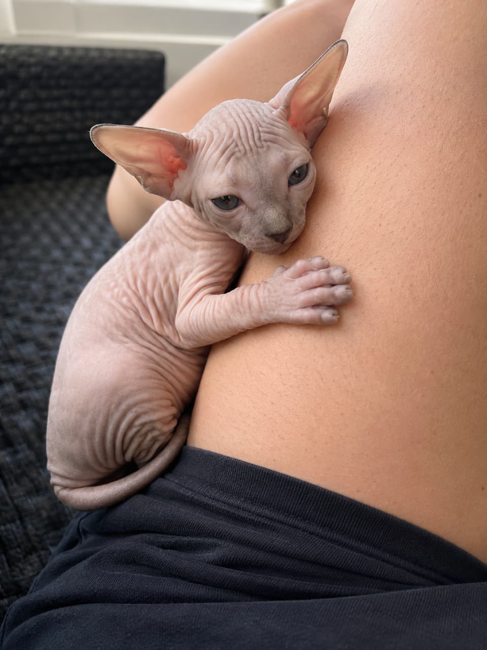 「ずっと離れたくないにゃ…🥺人肌のぬくもりが大好きなピーターボールドちゃん、甘えん坊モード全開でホールド中💓 #甘えん坊猫 #子猫のいる暮らし」Ultra-realistic high-quality photograph of a unique hairless Peterbald kitten affectionately leaning against its owner's bare leg. The kitten's distinctive wrinkled skin and large ears are captured in sharp detail. The vertical composition emphasizes the close, warm, and intimate bond between pet and owner. 飼い主の素肌の脚に、吸い付くようにぴったりと寄り添い、甘えるような切ない眼差しを向けているピーターボールド(無毛種)の子猫。繊細なシワが刻まれたピンクがかったスキン、大きな耳、独特な美しいフォルムが際立つ縦構図の写真。下部には黒い衣服が映り込んでおり、肌と肌が触れ合うぬくもりと、子猫の柔らかな質感がダイレクトに伝わる描写