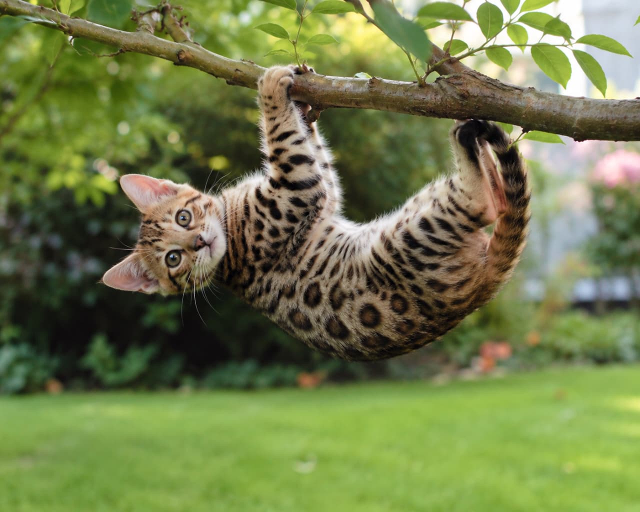 「野生の血が騒ぐニャ!🌳🐾 アクロバティックなポーズとキラキラのおめめから目が離せない😍 #ベンガル猫 #やんちゃ盛り」Ultra-realistic high-quality photograph of a playful Bengal kitten with beautiful rosette patterns hanging upside down from a tree branch in an outdoor garden. The kitten is looking directly at the camera with large emerald green eyes. The background features beautifully blurred lush green grass and trees in early summer, with soft natural light illuminating the kitten's smooth coat. 美しいヒョウ柄(ロゼット)を持つベンガル種の子猫が、屋外の庭の木の枝に両前足と後ろ足を引っ掛けて逆さまにぶら下がっている様子。丸く大きなエメラルドグリーンの目でカメラをじっと見つめている。背景は初夏の瑞々しい緑の芝生と木々が美しいボケ味で表現され、柔らかな自然光が子猫の滑らかな被毛を照らしている