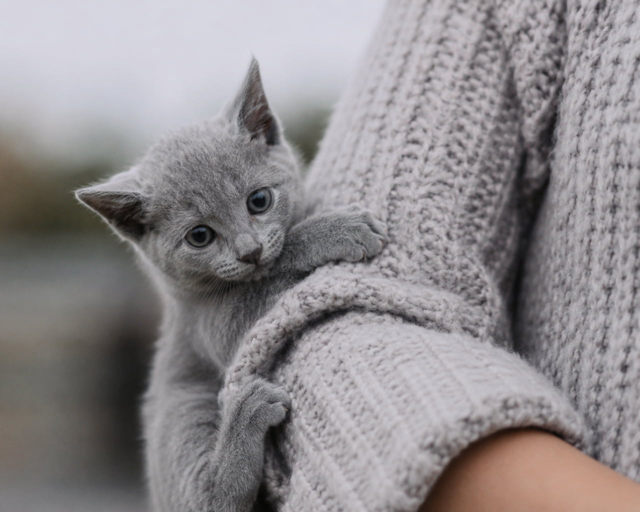 「絶対離さないにゃ!🧶飼い主さんのセーターにぎゅっとしがみつくロシアンブルーの赤ちゃんに胸キュンです💕 #ロシアンブルー #甘えん坊猫 #子猫のいる暮らし」Ultra-realistic high-quality photograph of a Russian Blue kitten tightly clinging to a person's arm wearing a gray chunky knit sweater. The kitten's beautiful blue-gray coat and expressive emerald-green eyes stand out, complemented by the cozy texture of the matching gray knit. グレーのニットセーターを着た人物の腕に、しっかりと両手でしがみつくロシアンブルーの子猫の超高画質写真。特有のブルーグレーの美しい被毛と、少し不安げで甘えるようなエメラルドグリーンの瞳が鮮明に捉えられています。同系色のニットの温かみのある質感が、猫の柔らかさをより一層強調しています