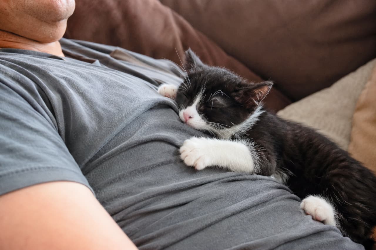 「ここが世界で一番安心できる場所なんだにゃあ🐾 飼い主さんの特等席でお昼寝中のハチワレちゃんに癒やされる〜🥰 #猫好きさんと繋がりたい #子猫のいる暮らし」Ultra-realistic high-quality photograph of a cute black and white tuxedo kitten fast asleep on its owner's chest. The kitten's white paws are resting gently on the grey T-shirt. The warm and cozy indoor setting on a brown sofa captures a touching moment of pet companionship and pure trust. グレーのTシャツを着た男性の胸の上で、安心して目を閉じお昼寝をしている黒白ハチワレ(タキシード)の子猫。白い靴下を履いたような愛らしい前足で男性の身体を優しく抱きしめるようなポーズ。背景にはブラウンのソファがあり、室内での穏やかで幸せな日常のぬくもりと、リラックスした雰囲気が伝わる高画質なクローズアップ写真