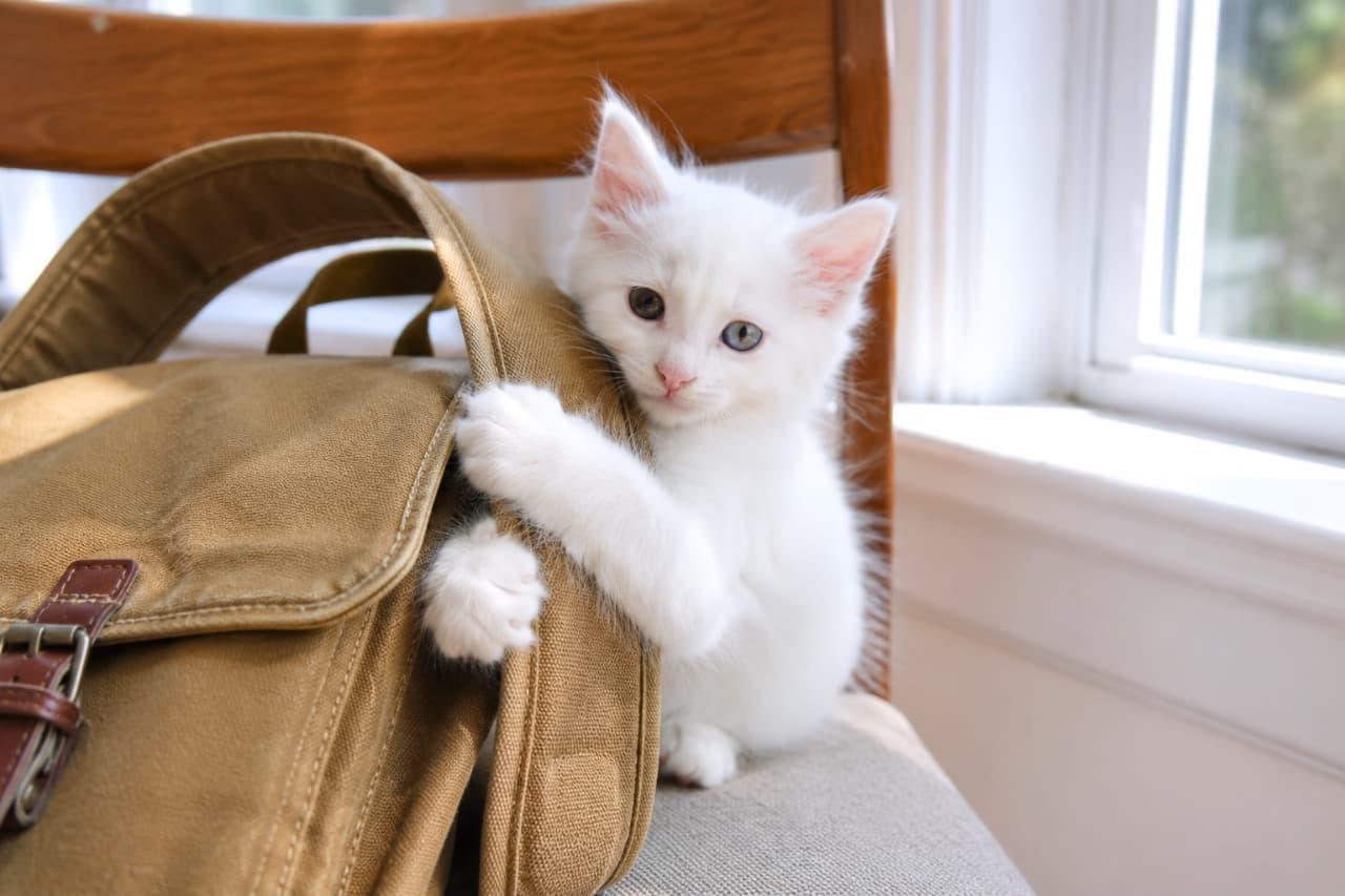 「「一緒にお出かけするにゃ?」🎒☀️窓辺のぽかぽか陽気の中、かばんにじゃれつく真っ白な子猫ちゃんに癒やされる〜🕊️ #ターキッシュアンゴラ #白猫 #猫好きさんと繋がりたい #子猫のいる暮らし」Ultra-realistic high-quality photograph of a pure white Turkish Angora kitten playing and hugging a brown canvas backpack bathed in soft natural light by a window. The kitten's silky fur and captivating eyes are highlighted against a warm, everyday background of a wooden chair. 窓からの柔らかな自然光を浴びながら、キャンバス地のブラウンのリュックサックに抱きついて遊んでいるターキッシュアンゴラの白い子猫の超高画質写真。真っ白でシルクのような長い被毛と、オッドアイを思わせる神秘的な瞳が美しく、木製の椅子と窓枠が織りなす温かみのある日常風景が魅力的に描かれています