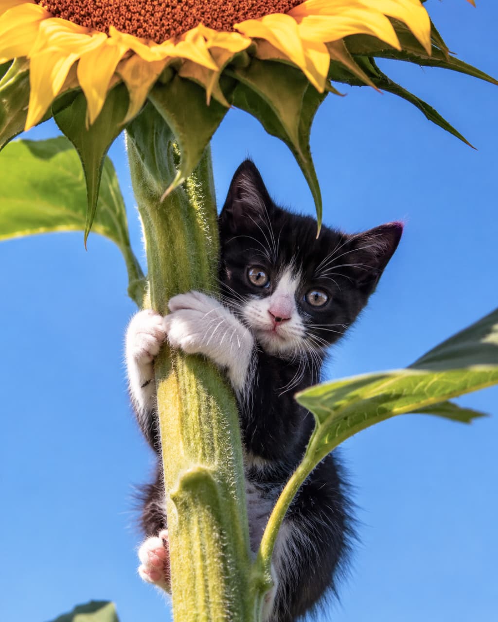 「夏真っ盛り!🌻真っ青な空と大きなひまわりに負けないくらい、元気いっぱいのハチワレ子猫ちゃんです☀️🐾 #ハチワレ猫 #夏休み #元気な子猫 #猫好きさんと繋がりたい #子猫のいる暮らし」Ultra-realistic high-quality photograph of a black-and-white tuxedo kitten clinging tightly to the thick stem of a giant sunflower under a clear blue sky. Shot from a low angle, the vibrant yellow petals and the kitten's energetic pose create a highly dynamic and summery visual. 雲一つない澄み渡る青空を背景に、巨大なひまわりの太い茎に小さな手足でしっかりと抱きついてよじ登る、白黒ハチワレ模様の子猫の超高画質写真。見上げるようなアングルで撮影されており、鮮やかな黄色の花びらと猫の黒白のコントラストがポップでエネルギッシュな生命感あふれる夏らしい一枚
