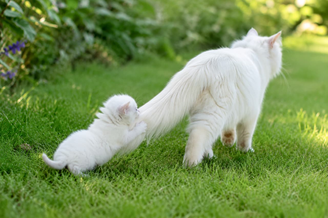 「「待って〜!遊んで〜!」💨親猫のふわふわしっぽに夢中な子猫ちゃんの後ろ姿がたまらなく愛おしい親子時間🥰 #猫のいる生活 #子猫の成長 #猫好きさんと繋がりたい #子猫のいる暮らし」Ultra-realistic high-quality photograph of a pure white longhair kitten playfully pouncing on the fluffy tail of an adult white cat walking away on lush green grass. The bright sunlight beautifully illuminates their snowy fur, capturing a heartwarming moment of feline family bonding in nature. 青々とした美しい芝生の上で、歩き去ろうとする親猫の長くふさふさとした白いしっぽに一生懸命飛びついて遊ぶ、真っ白な長毛種の子猫の超高画質写真。柔らかな日差しが2匹の純白の被毛を輝かせており、背景の豊かな緑と相まって、微笑ましく平和な親子の絆を感じさせる情景です