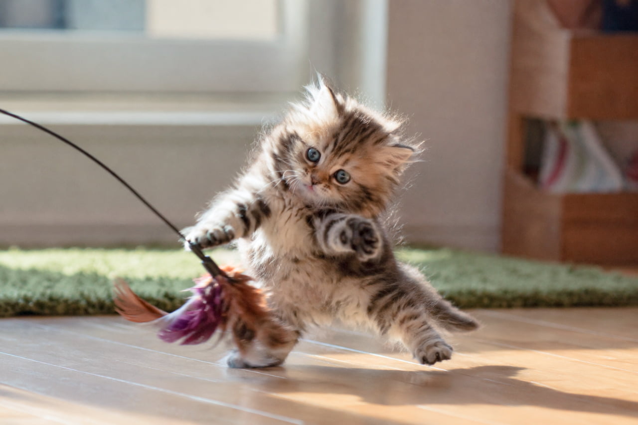 Ultra-realistic high-quality photograph of a playful fluffy brown tabby kitten standing on its hind legs, enthusiastically reaching out to catch a feather toy on a wooden floor, with sunlight highlighting its dynamic movement. フローリングの床の上で、紫と茶色の羽根がついたおもちゃ(猫じゃらし)に向かって、後ろ足で立ち上がり前足で力強くパンチを繰り出す長毛のキジトラ子猫。丸く見開かれた青い瞳、大きく広がった被毛、光を浴びた躍動感あふれるポーズが、溢れる好奇心と活力を表現しています