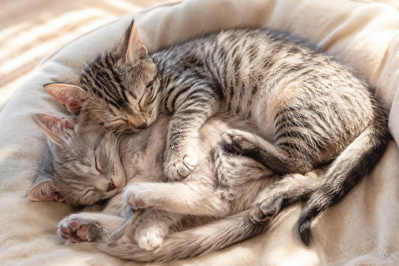 Ultra-realistic high-quality photograph of two sleeping short-haired kittens hugging tightly on a round cushion. A brown tabby gently rests on a gray tabby, both with eyes peacefully closed in warm natural light. 柔らかな自然光が差し込む中、丸いクッションの上で抱き合って眠る2匹の短毛種の子猫のリアルな写真。キジトラの子猫がグレータビーの子猫に優しく覆いかぶさり、どちらも安心しきった表情で目を閉じる、愛情深く温もりあふれる情景